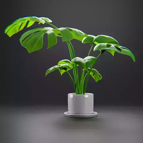 Monstera Plant