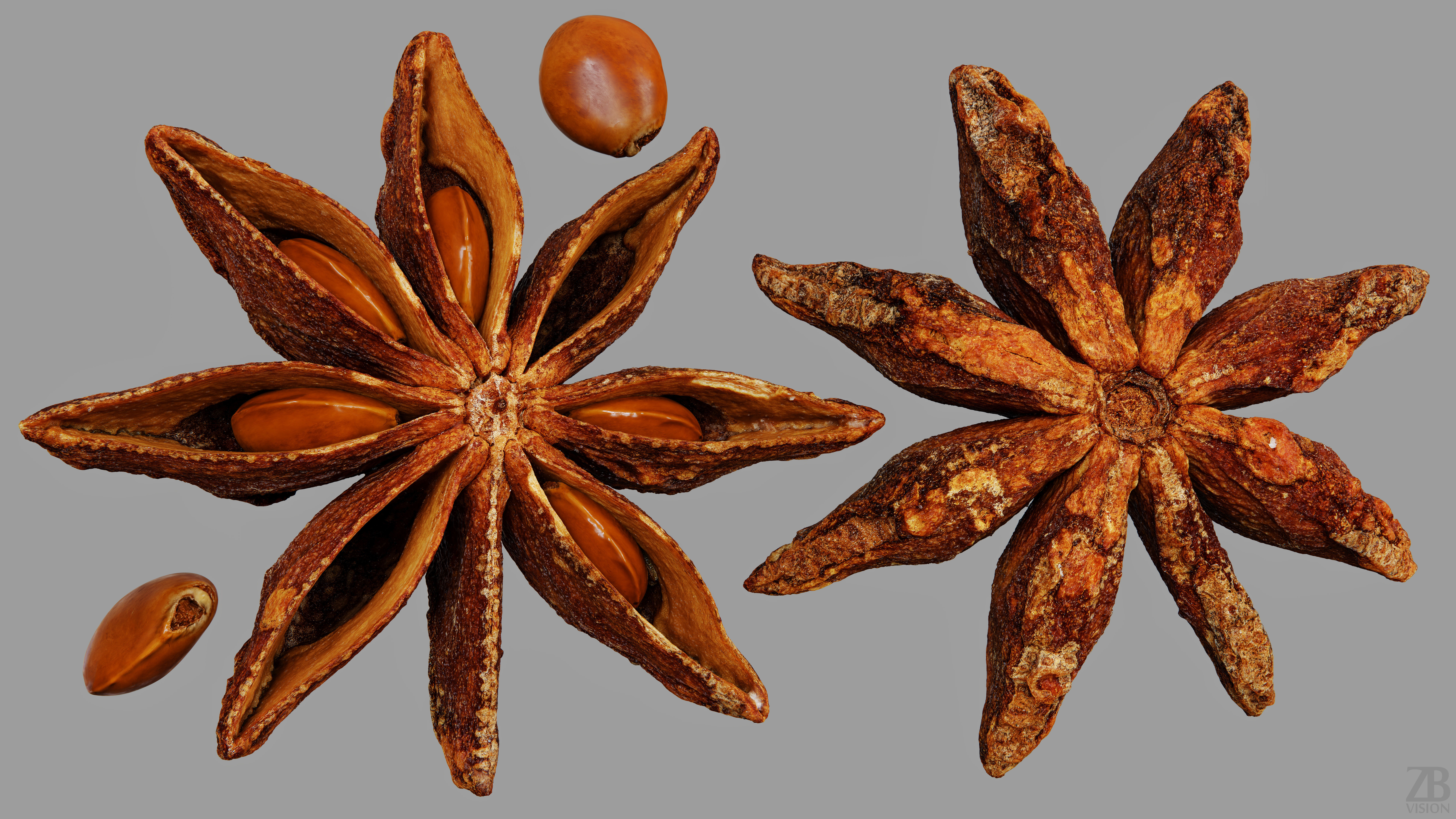 Staranise 3D model_9