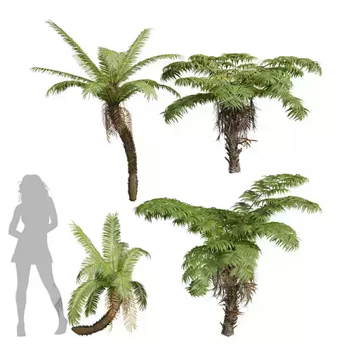 New Plant Alsophila Spinulosa Fern Brainea Insignis 3D model