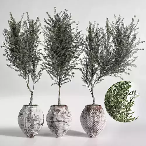 Indoor Plant olive Set 03