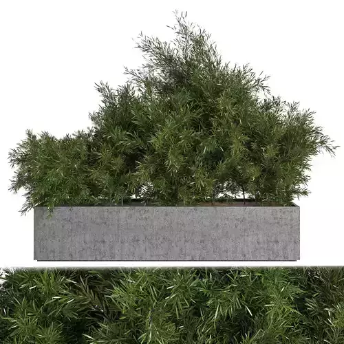 Outdoor Plants tree inConcrete Box