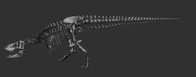 Adult Tyrannosaurus Skeleton