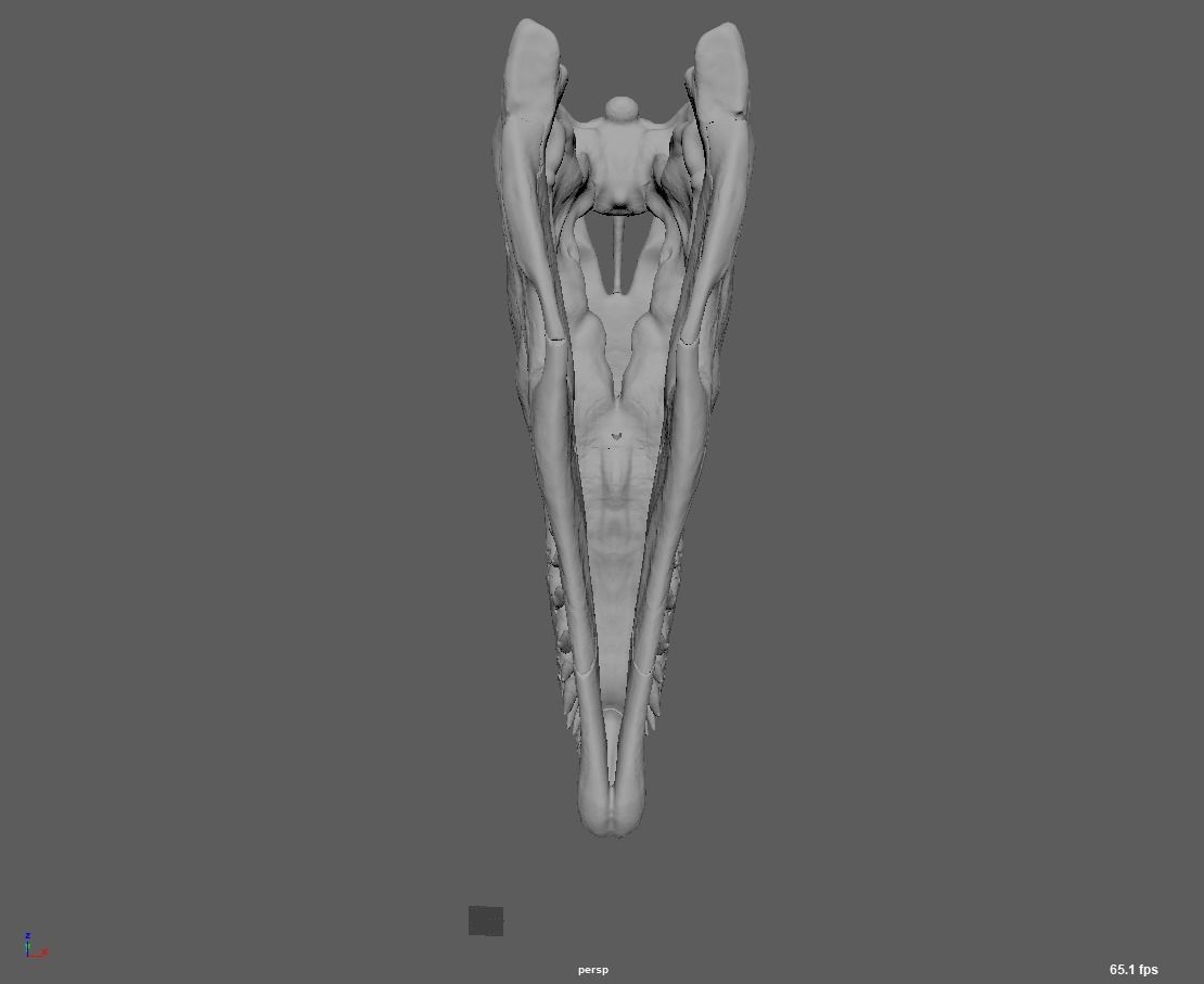 double dragon skull 3D model_2