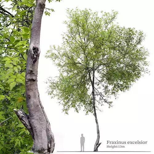 Fraxinus excelsior