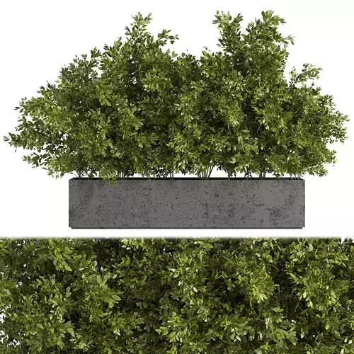 Outdoor Plants Tree in Concrete Box 02