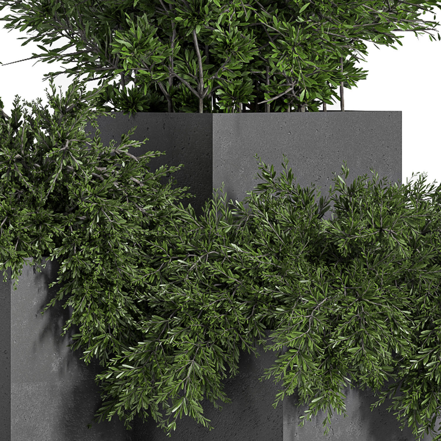 Outdoor Plants Tree in Concrete Box 03 3D model_2