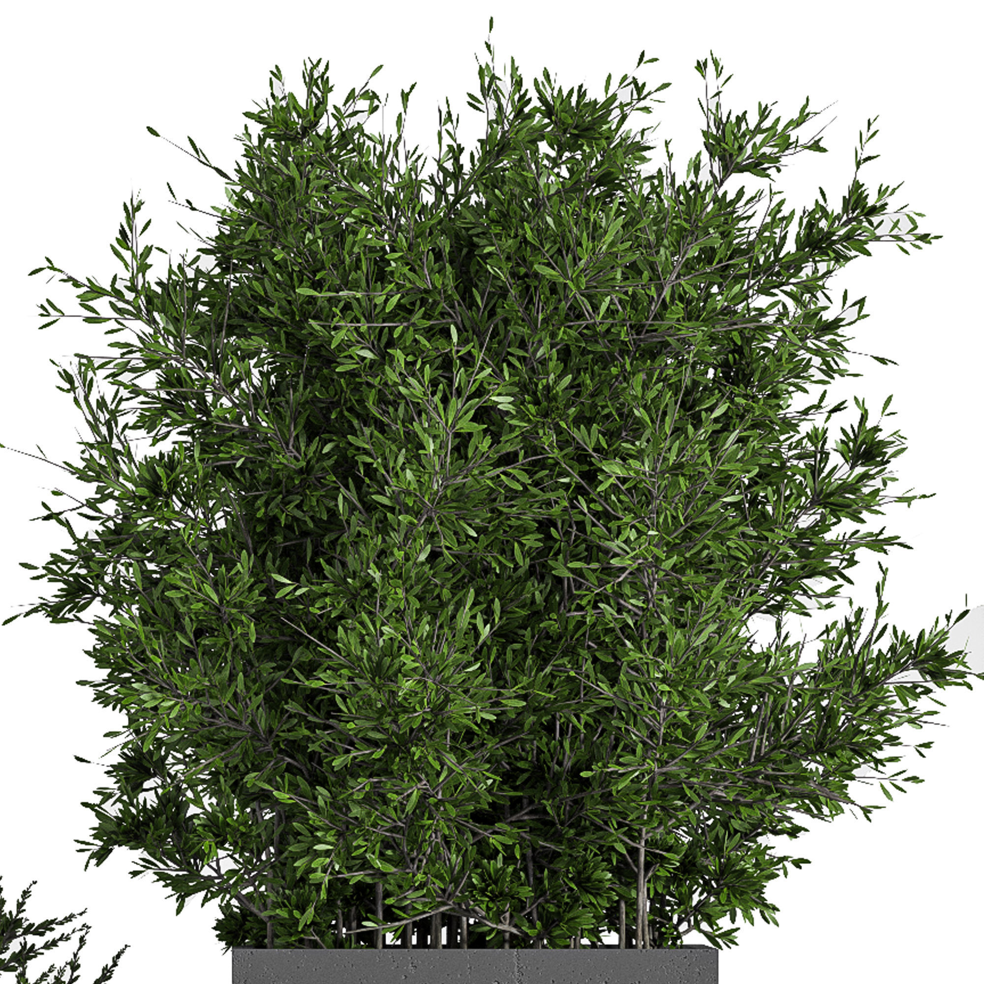 Outdoor Plants Tree in Concrete Box 03 3D model_3