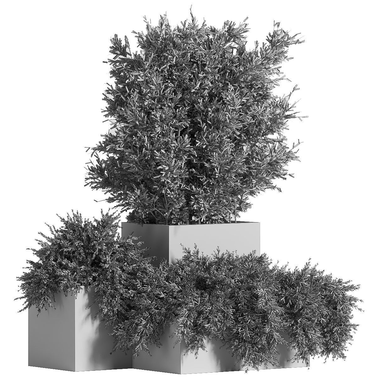 Outdoor Plants Tree in Concrete Box 03 3D model_4