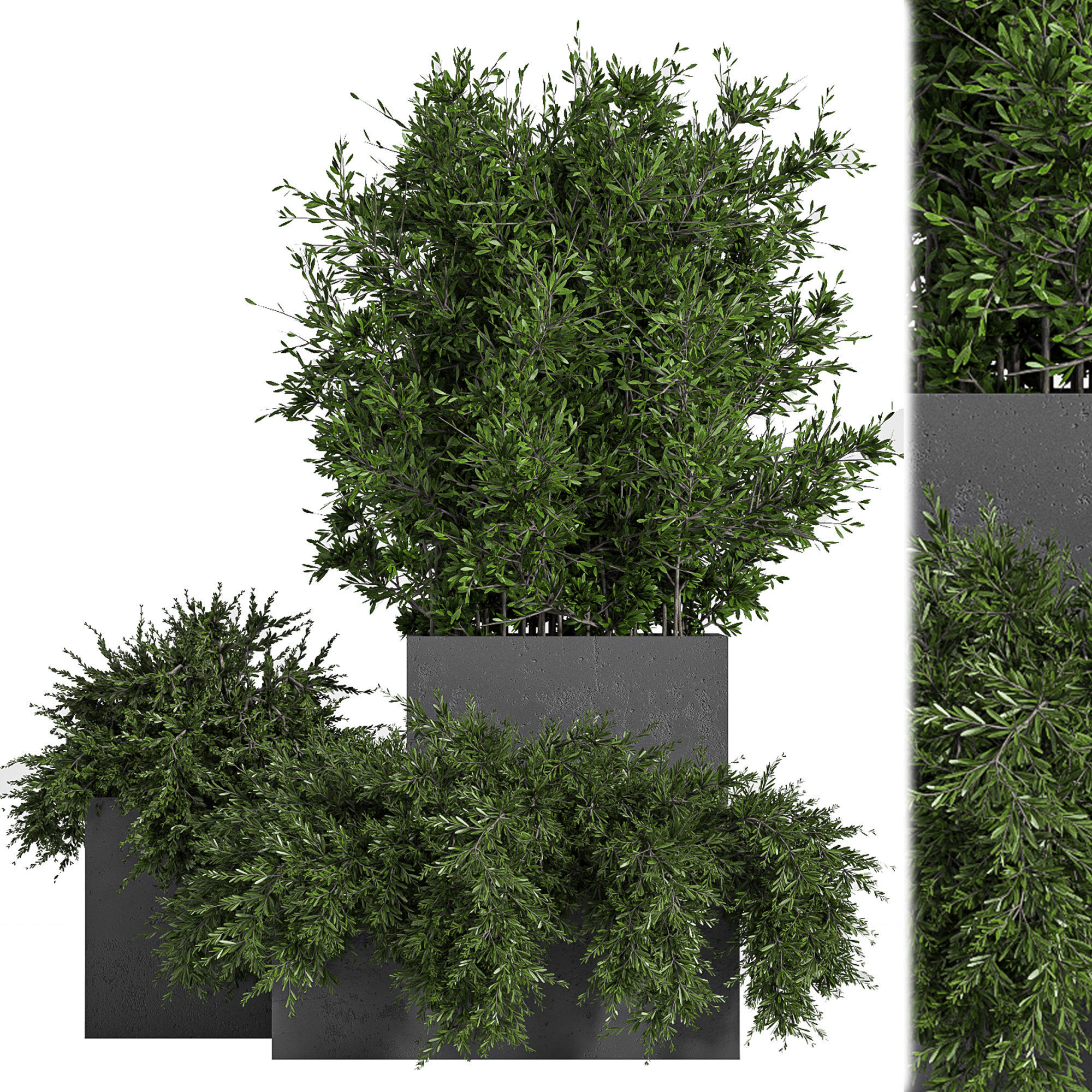 Outdoor Plants Tree in Concrete Box 03 3D model_1