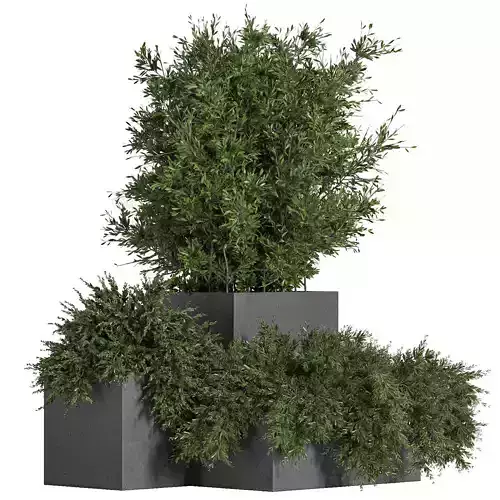 Outdoor Plants Tree in Concrete Box 03