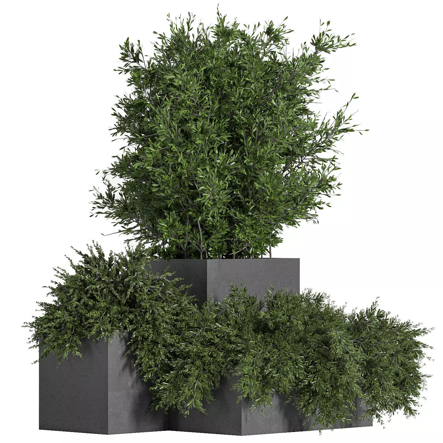 Outdoor Plants Tree in Concrete Box 03 3D model_0