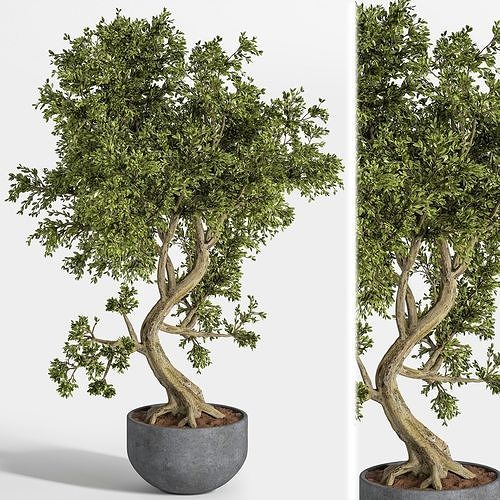 plant bonsai 01 3D model
