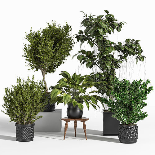 Indoor Plant Set 09 3D model