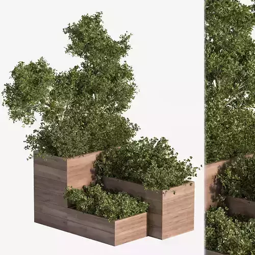 Outdoor Plants Tree in Plant Box Set02