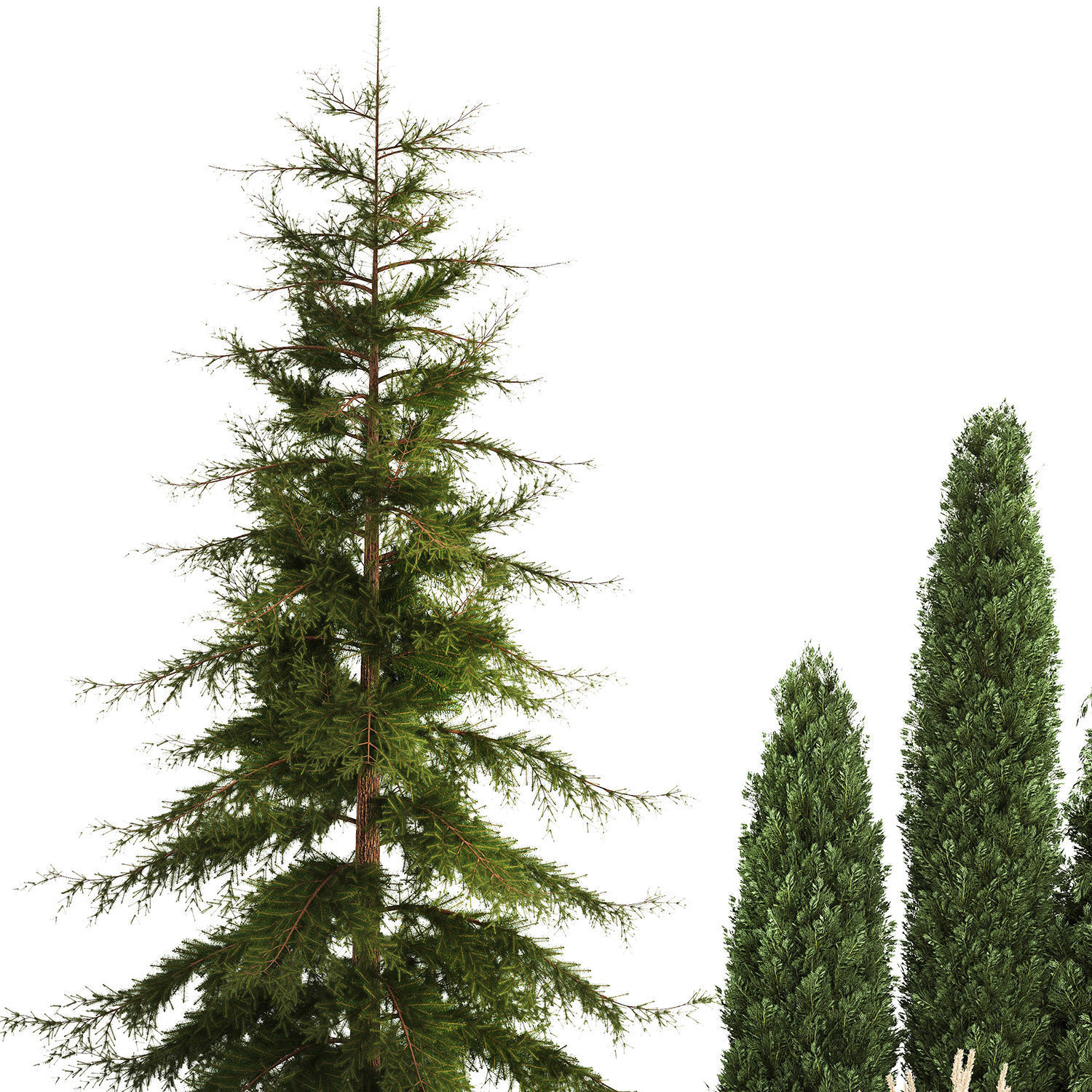 Garden of thuja and cypress trees with bushes 1156 3D model_5