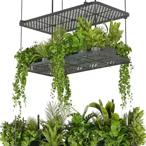 Collection plant vol 426 - pothos - hanging - ampelous - palm