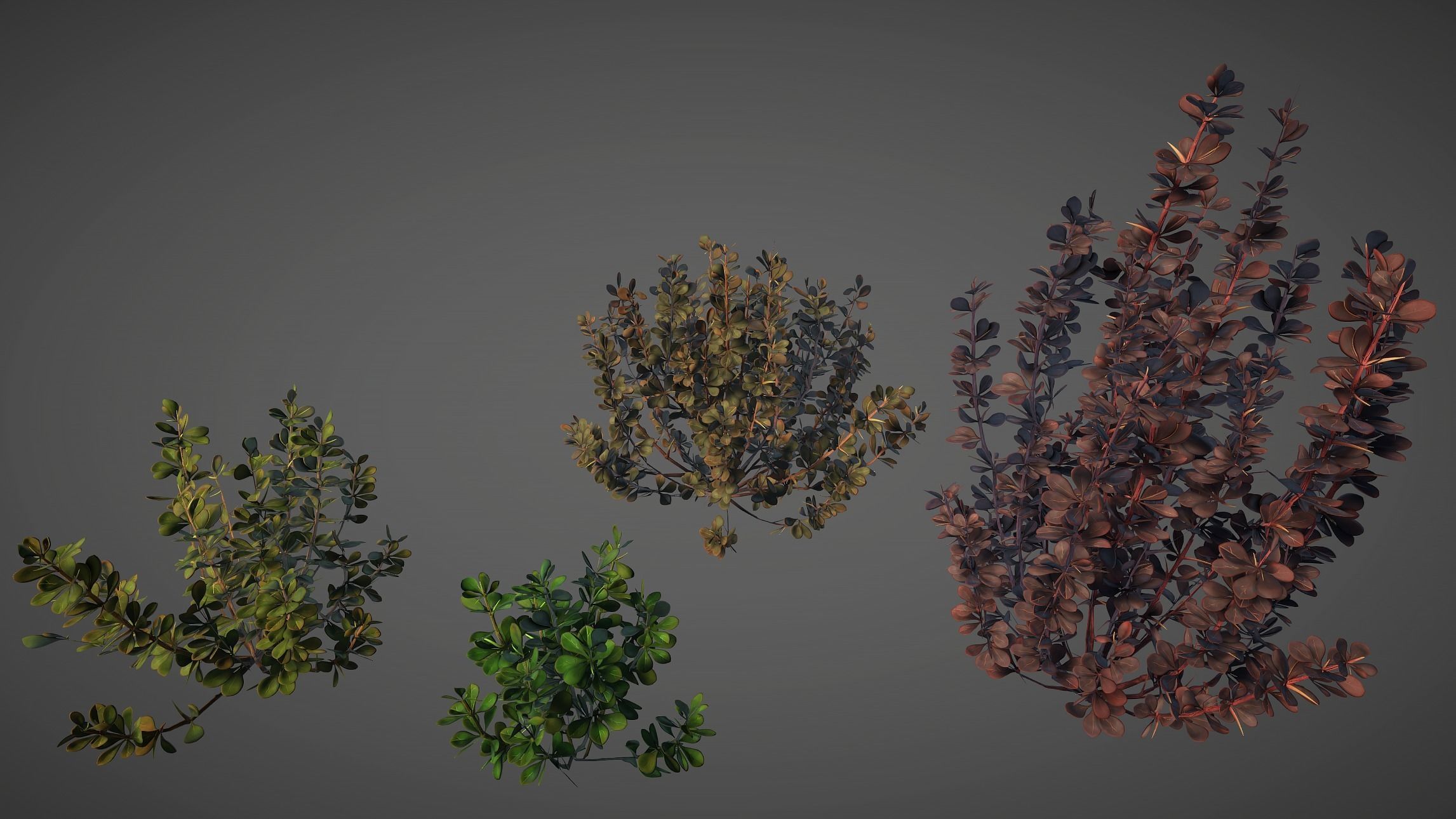 Barberry Bush Pack Low-poly 3D model_11