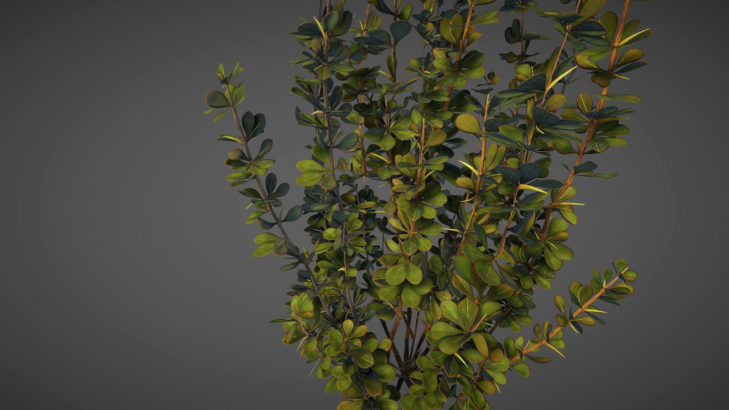 Barberry Bush Pack Low-poly 3D model_7