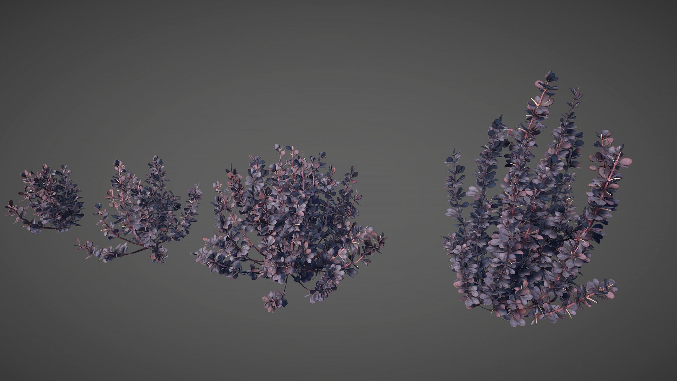 Barberry Bush Pack Low-poly 3D model_16
