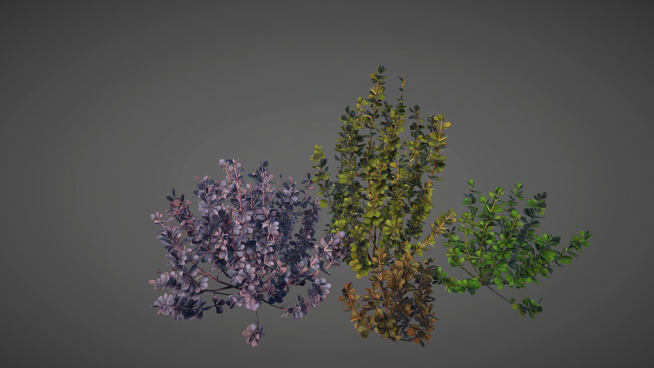 Barberry Bush Pack Low-poly 3D model_18