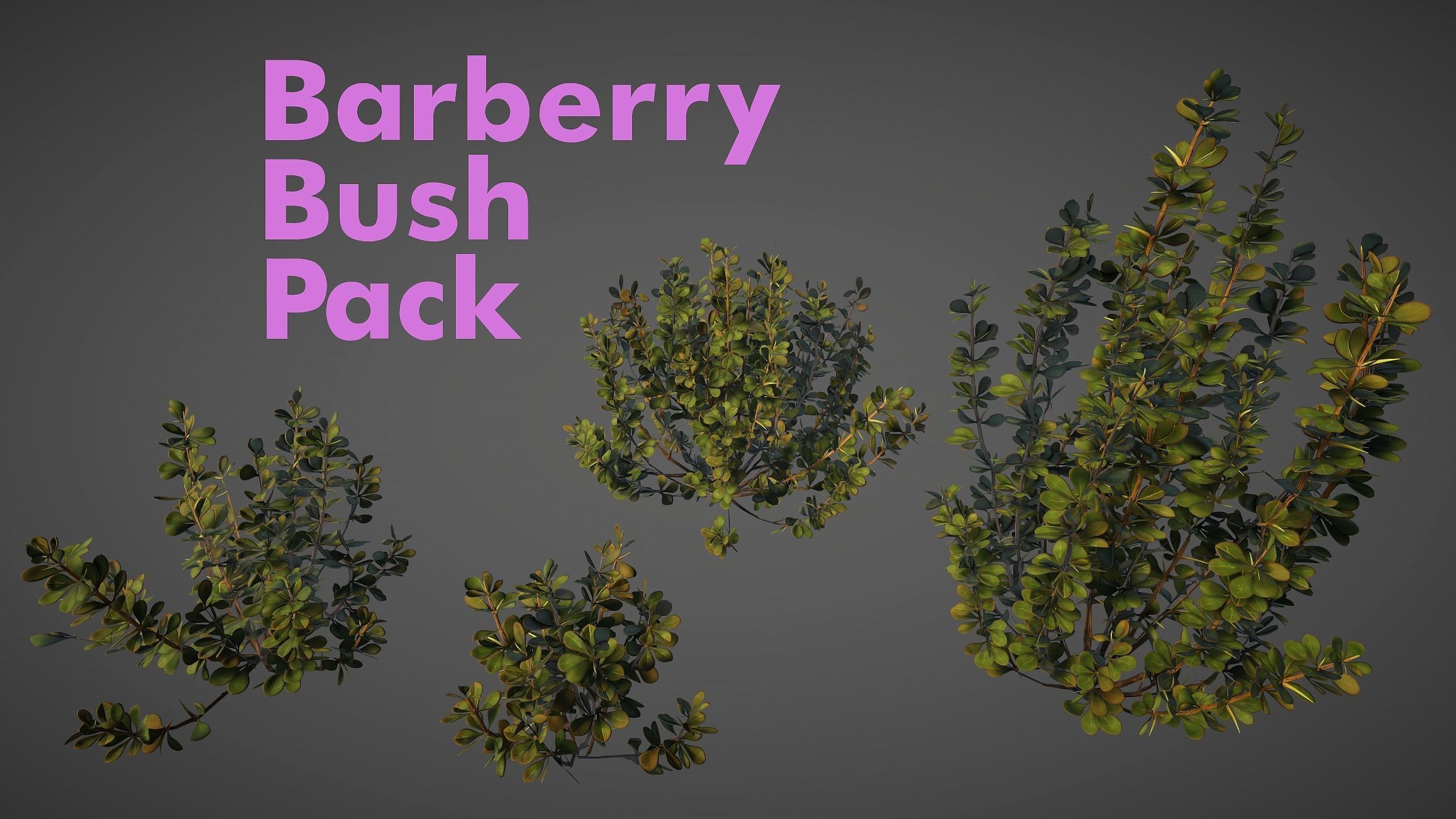 Barberry Bush Pack Low-poly 3D model_2