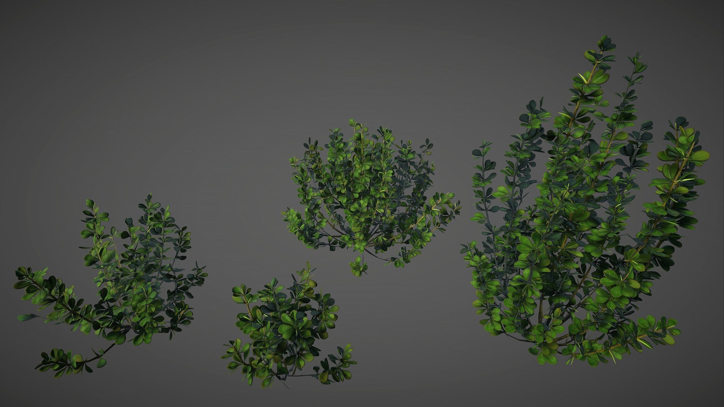 Barberry Bush Pack Low-poly 3D model_9