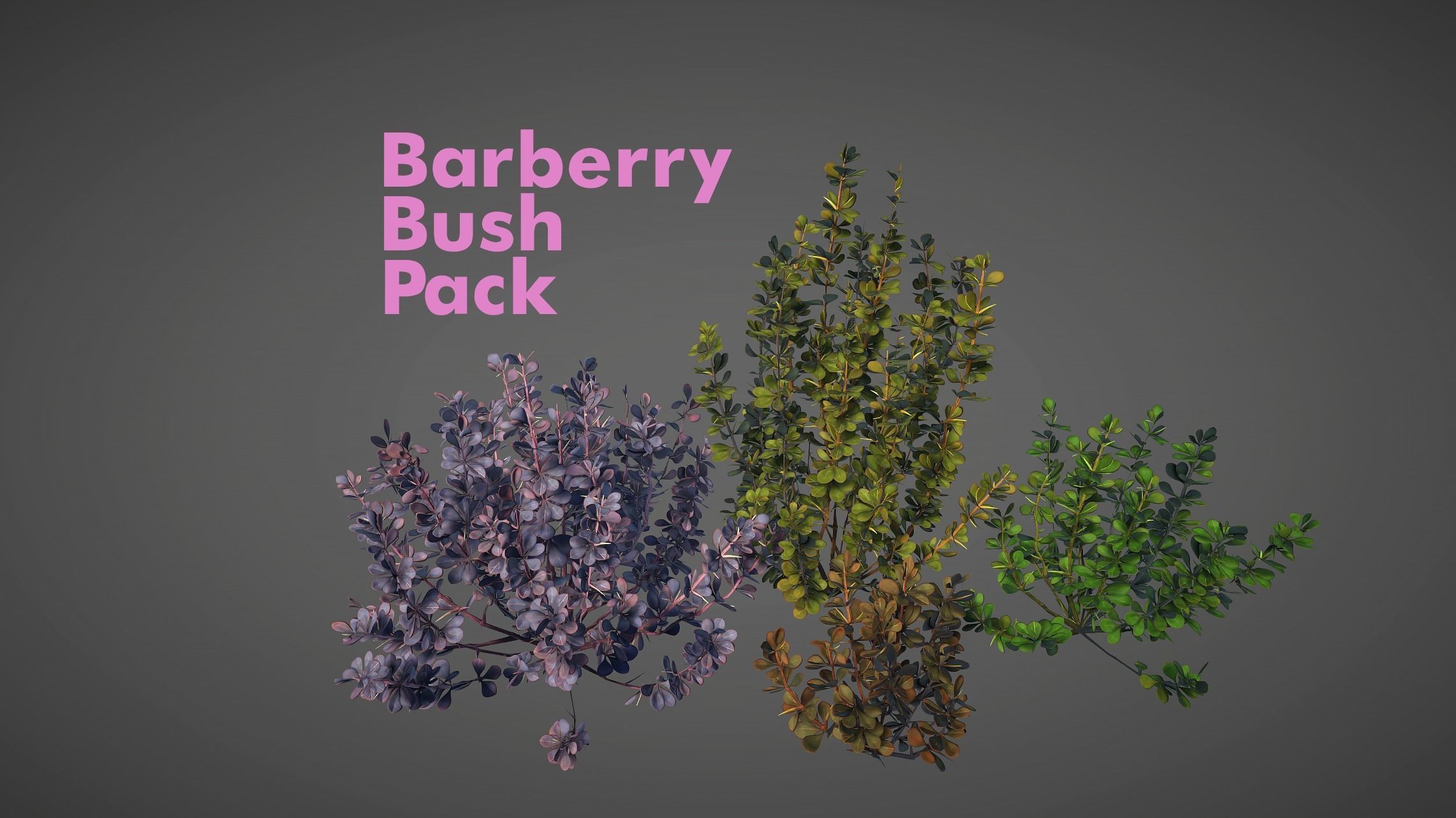 Barberry Bush Pack Low-poly 3D model_4