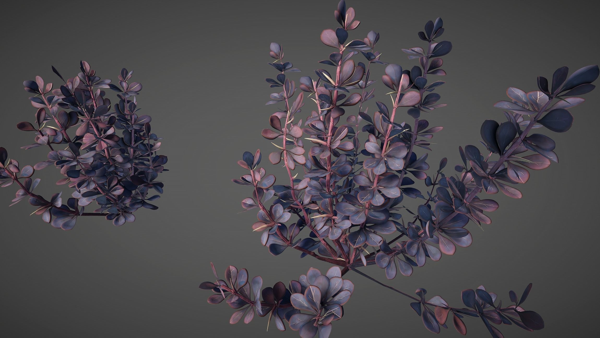Barberry Bush Pack Low-poly 3D model_13