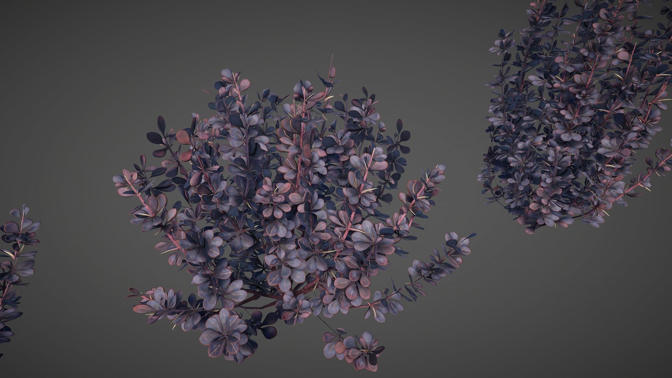 Barberry Bush Pack Low-poly 3D model_12