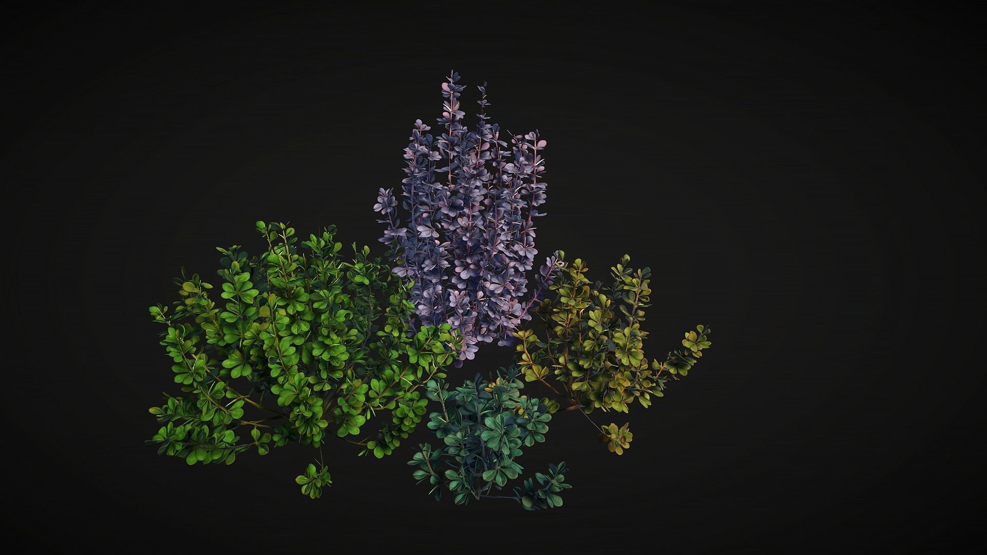 Barberry Bush Pack Low-poly 3D model_3