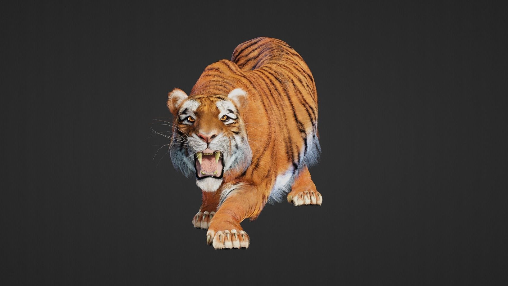 Tiger 3D Realistic Model  3D model_5
