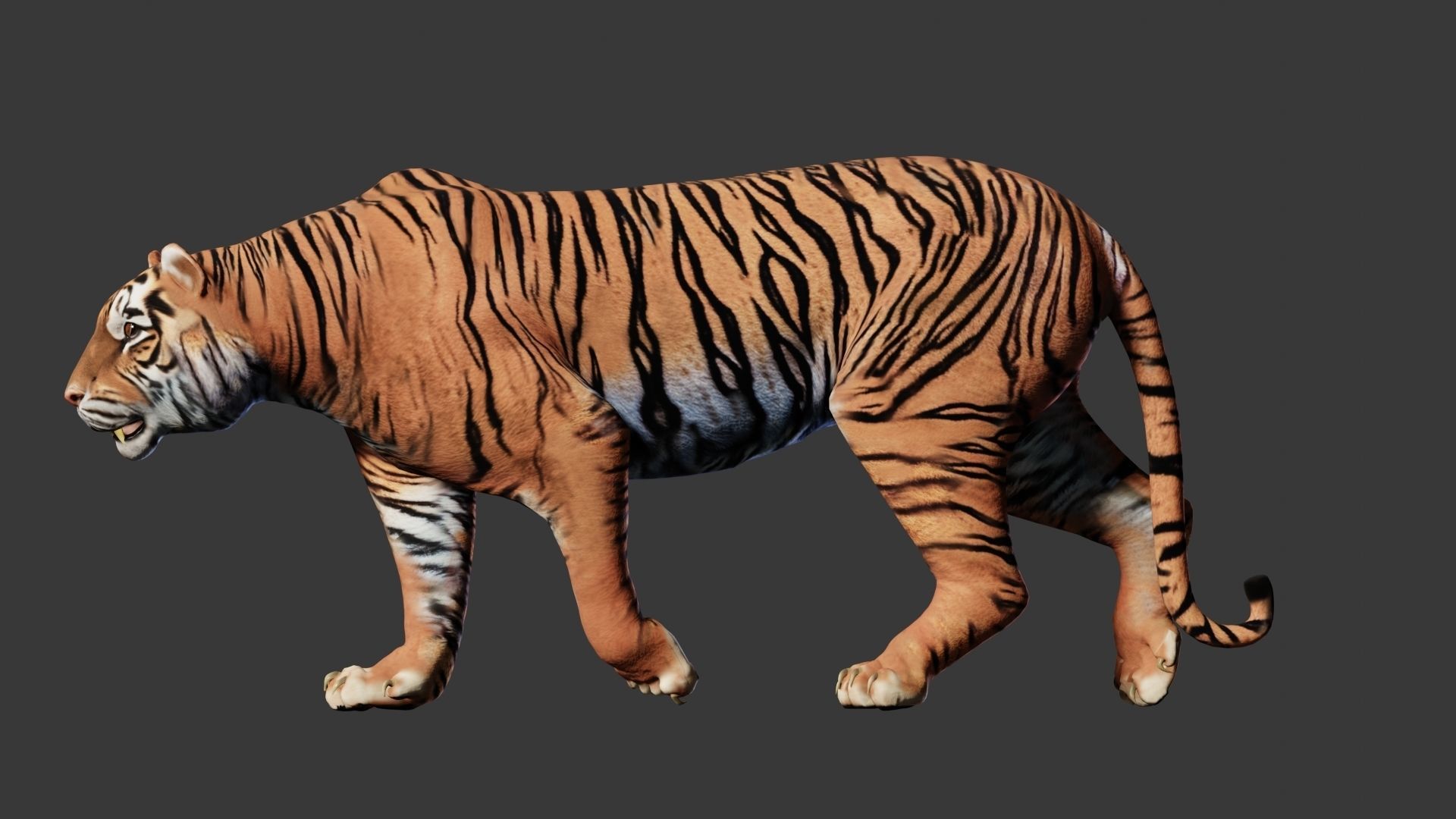 Tiger 3D Realistic Model  3D model_3
