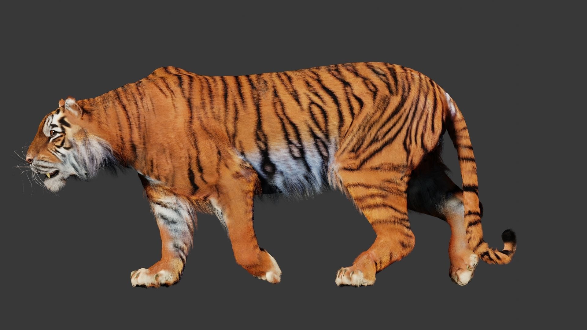 Tiger 3D Realistic Model  3D model_2