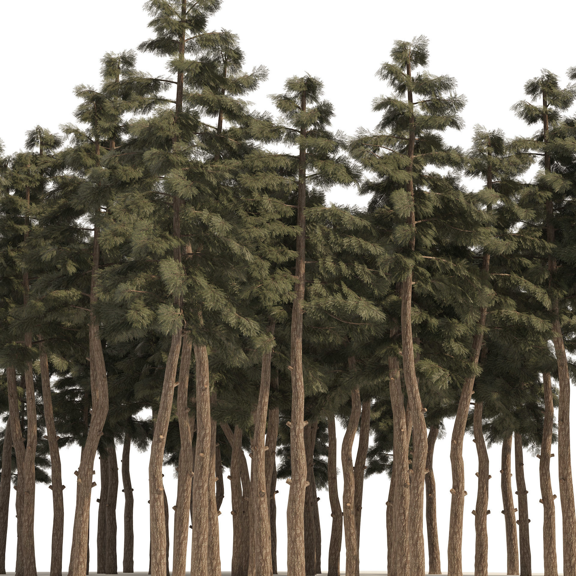 Douglas Fir Forest trees Low-poly 3D model_5