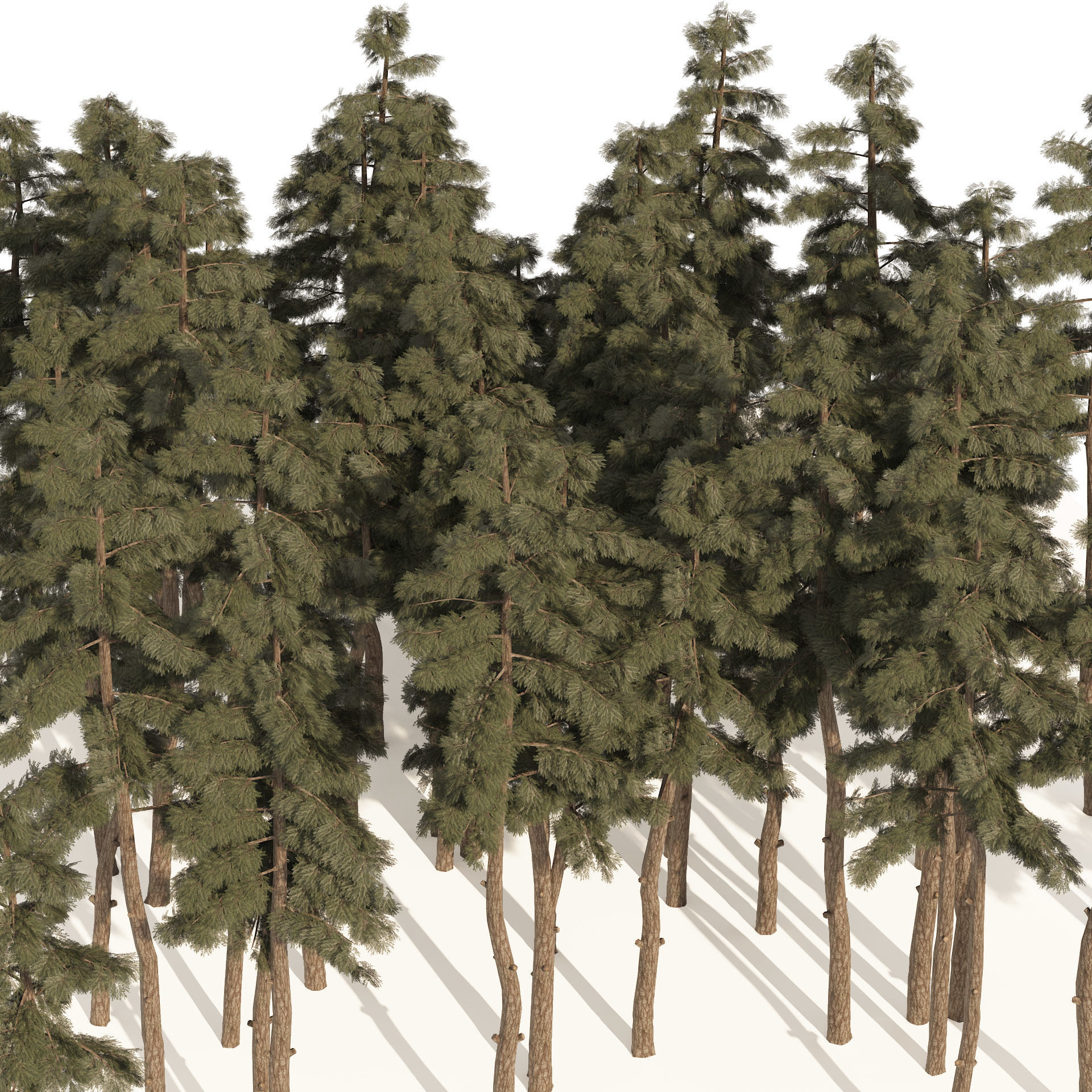 Douglas Fir Forest trees Low-poly 3D model_2
