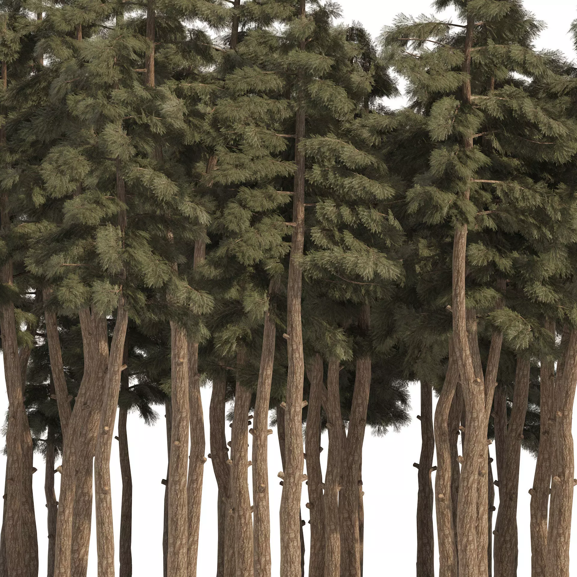 Douglas Fir Forest trees Low-poly 3D model_0