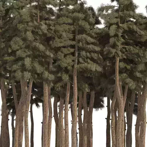 Douglas Fir Forest trees Low-poly 3D model