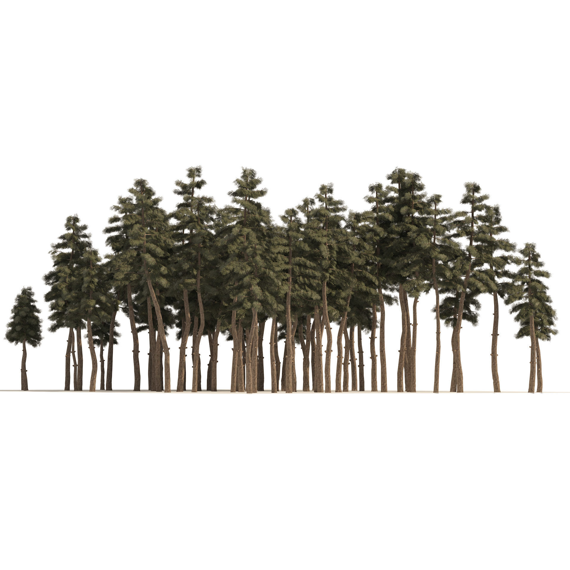 Douglas Fir Forest trees Low-poly 3D model_3