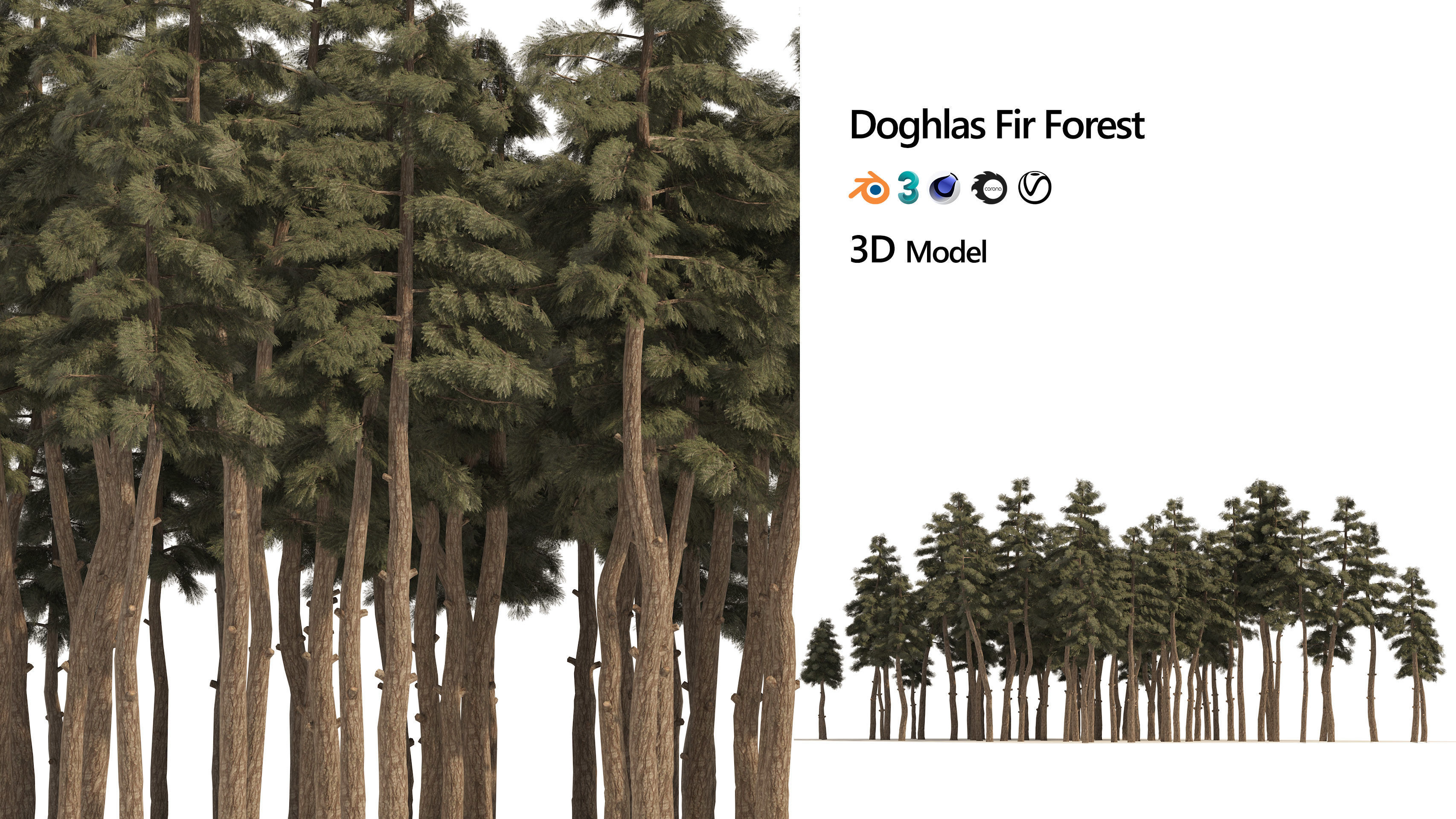 Douglas Fir Forest trees Low-poly 3D model_1
