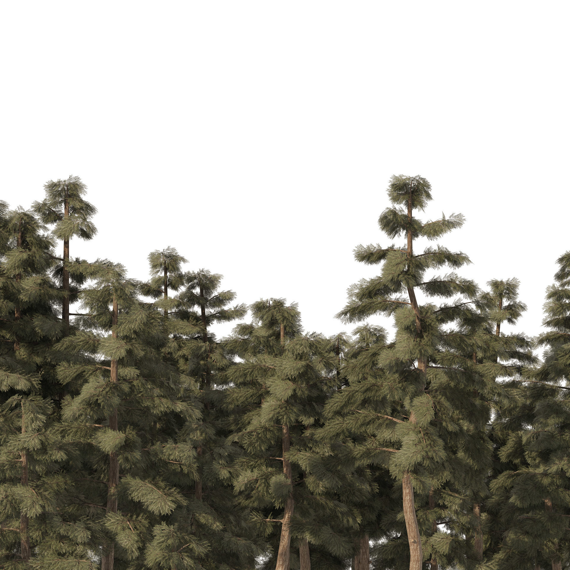 Douglas Fir Forest trees Low-poly 3D model_4