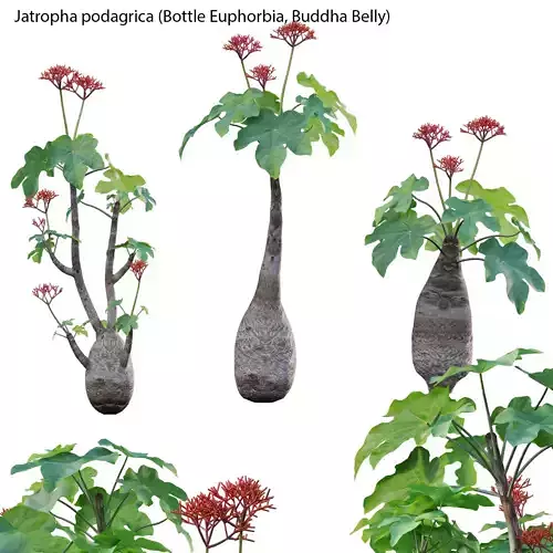 Jatropha podagrica - Bottle Euphorbia - Buddha Belly 3D model