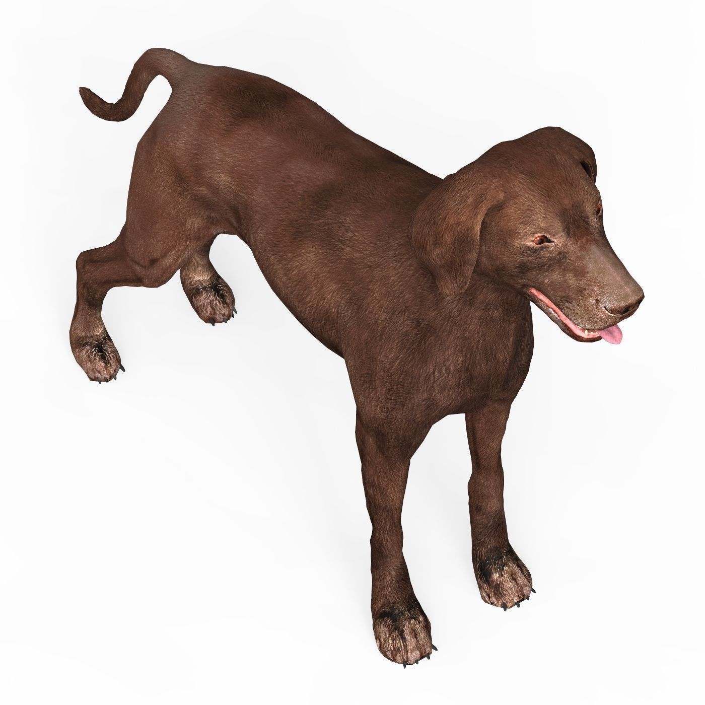 Brown Dog Low-poly 3D model_4