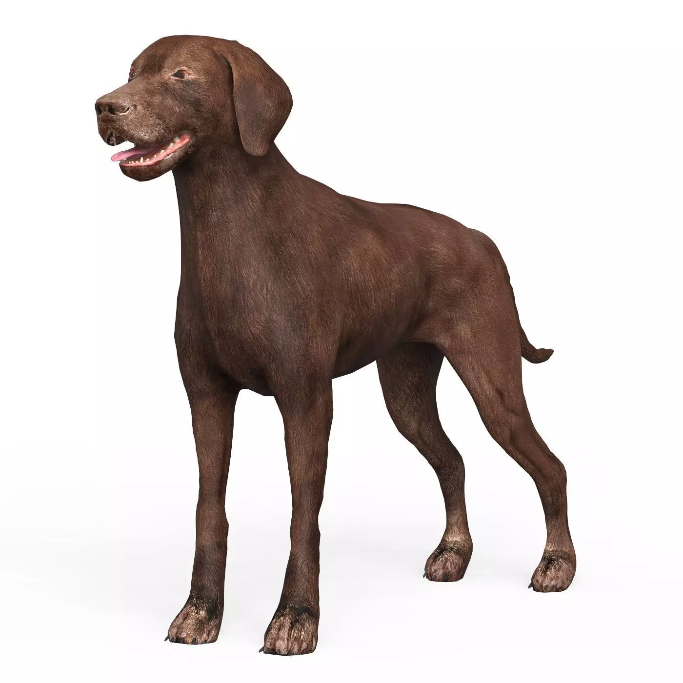 Brown Dog Low-poly 3D model_0