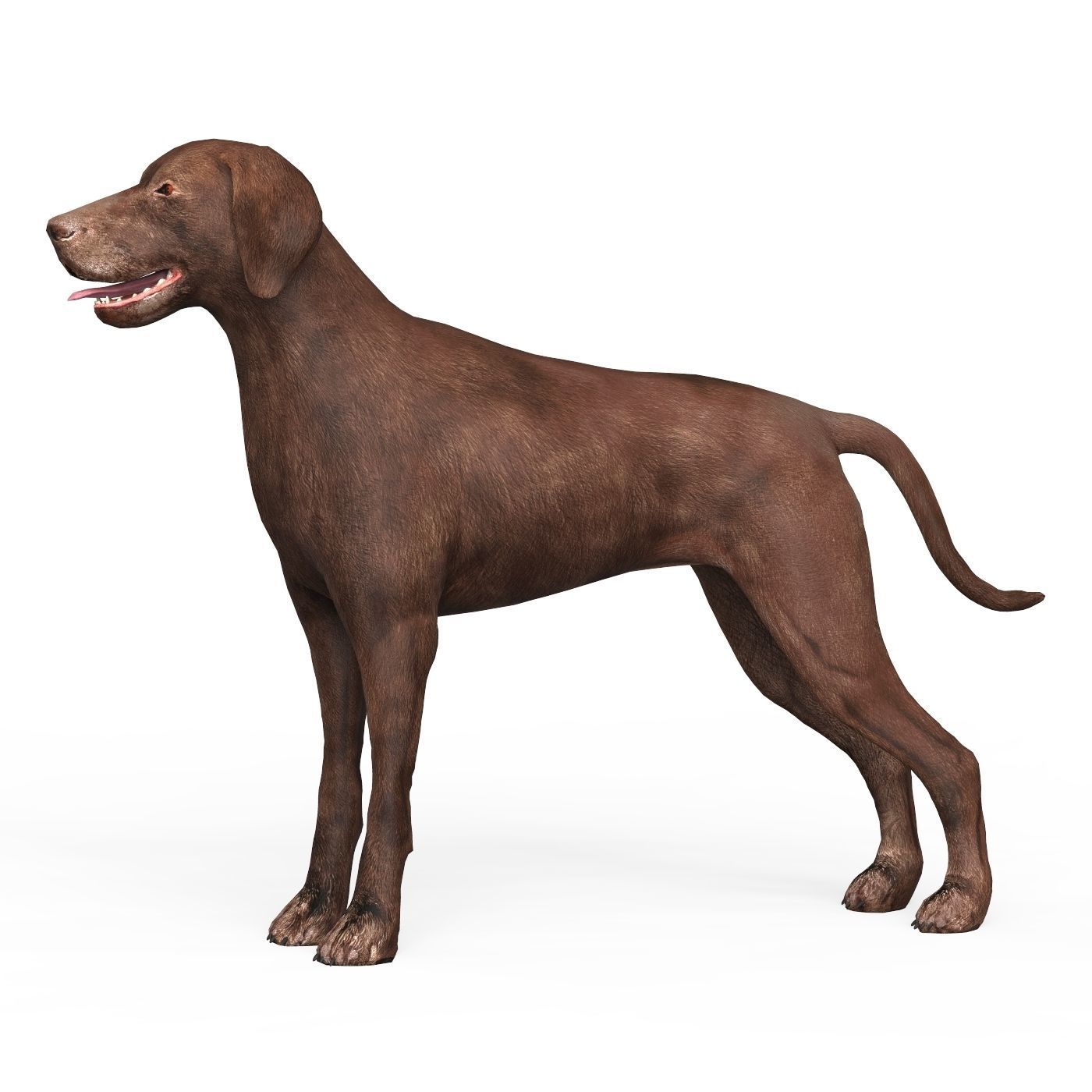Brown Dog Low-poly 3D model_2