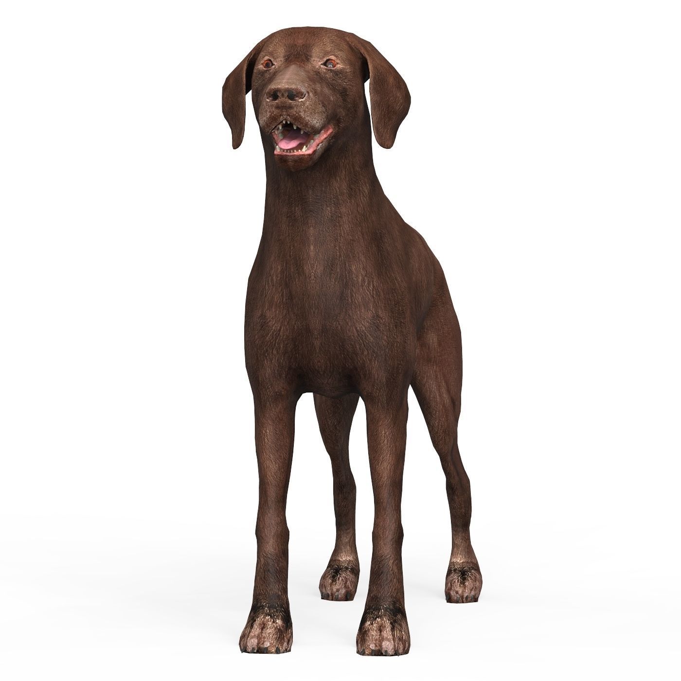 Brown Dog Low-poly 3D model_1