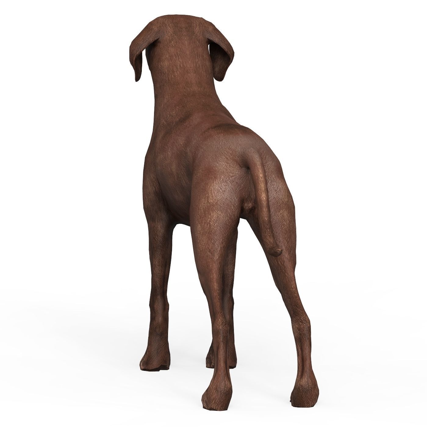 Brown Dog Low-poly 3D model_3