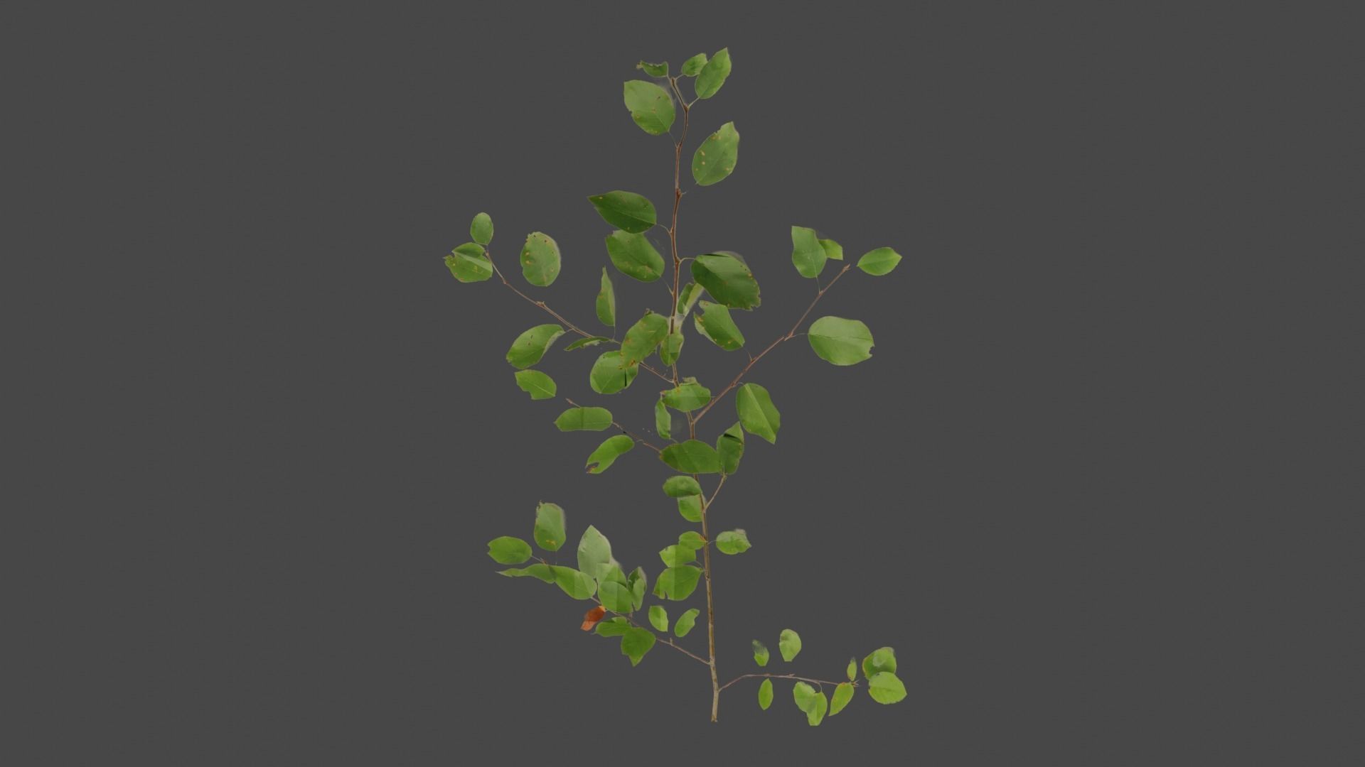 Low poly tree two trees Low-poly 3D model_1