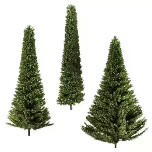 A set of fir trees of different diameters