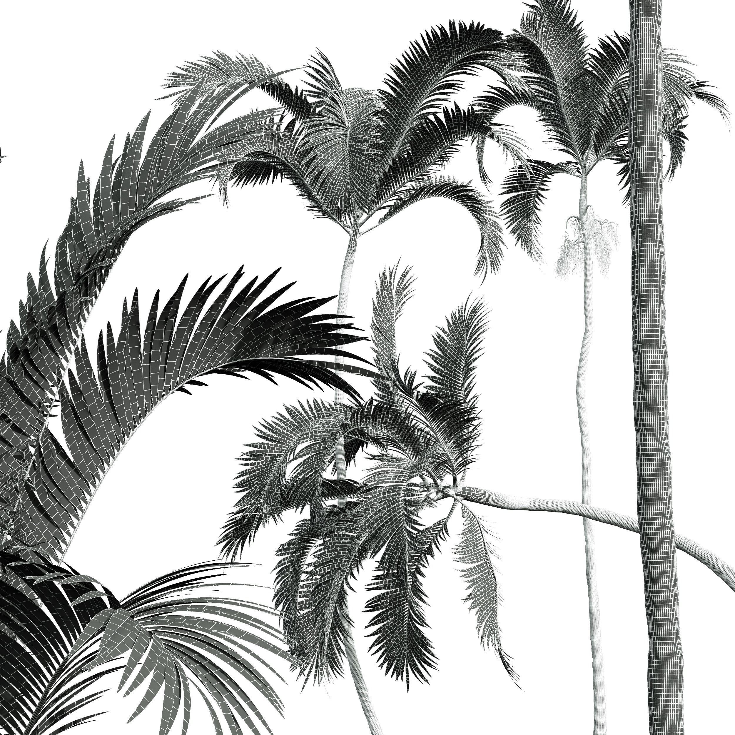 New Plant Areca Catechu 3D model_6