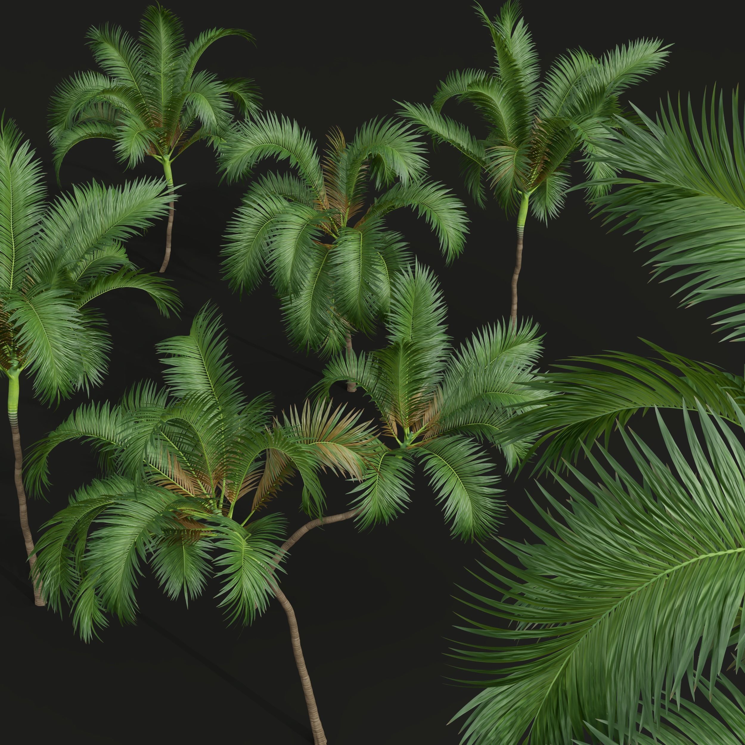 New Plant Areca Catechu 3D model_5